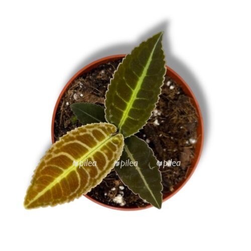 labiziya yaponskaya e1745339995449