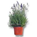 lavanda miks e1762955636146