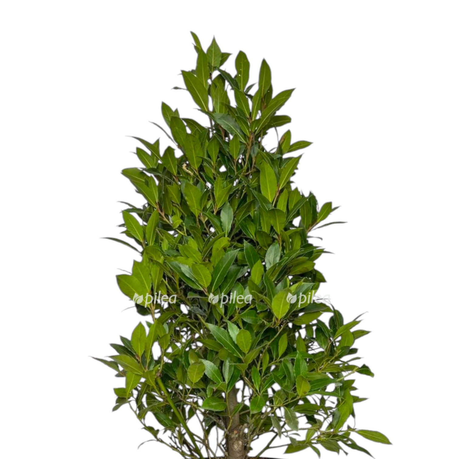 lavr nobilis piramida