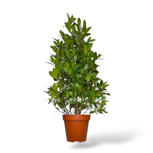 lavr nobilis piramida e1754245051502