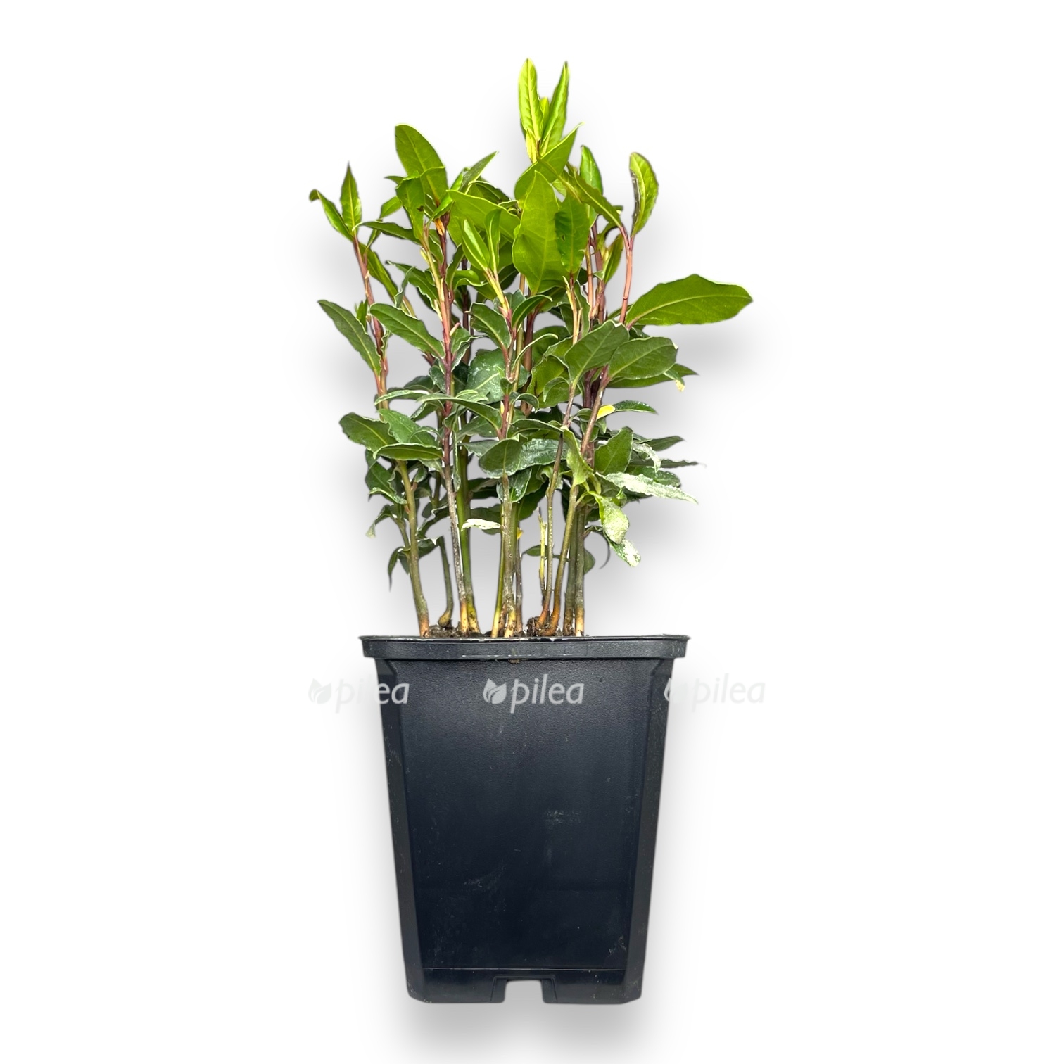 lavrovoe derevo ili lavr nobilis 920