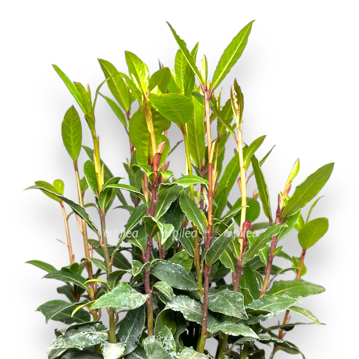 lavrovoe derevo ili lavr nobilis