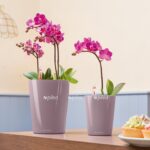 le deltini 10 product addi 04