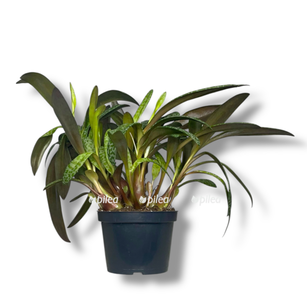 ledeburiya e1757007387544