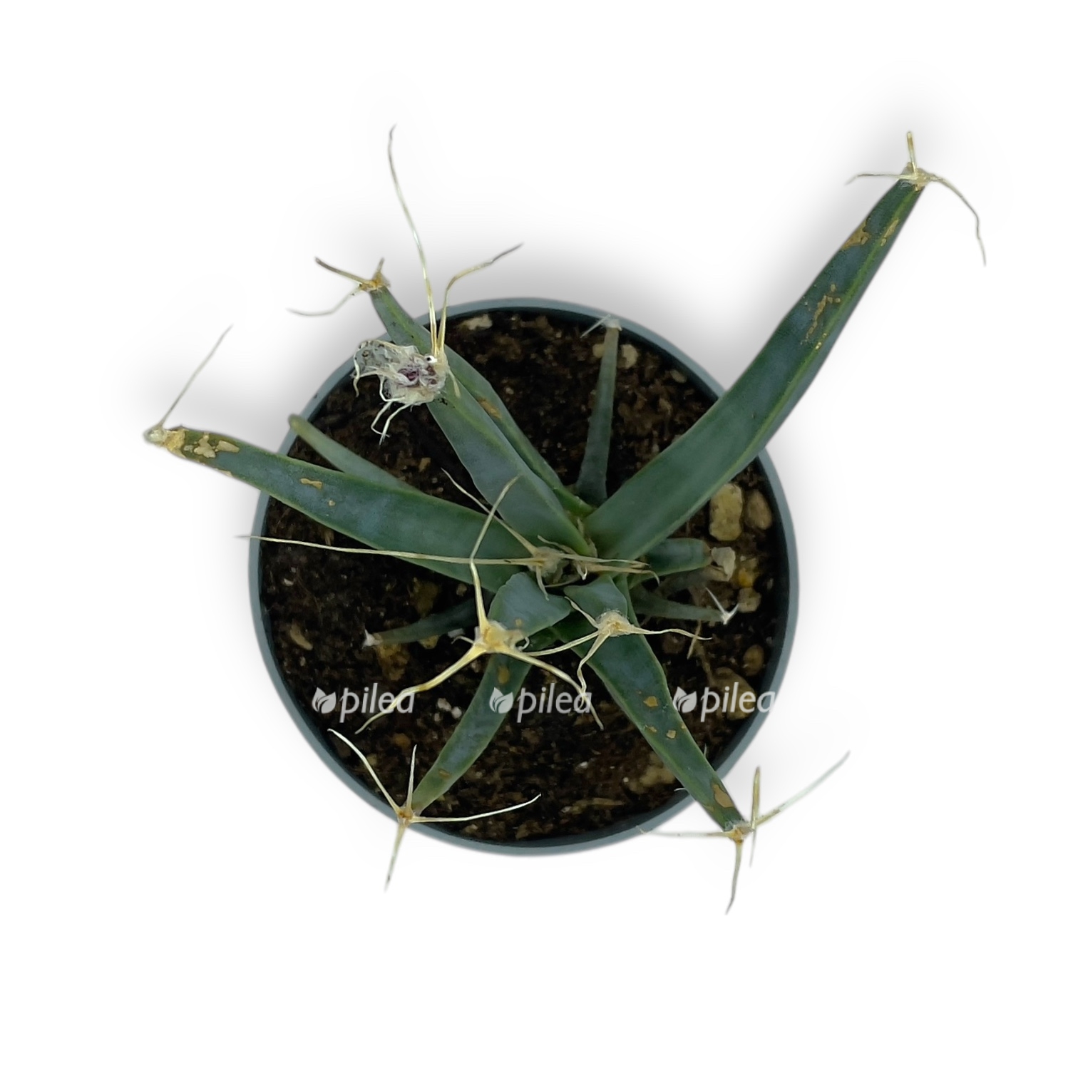 lejhtenbergiya principik