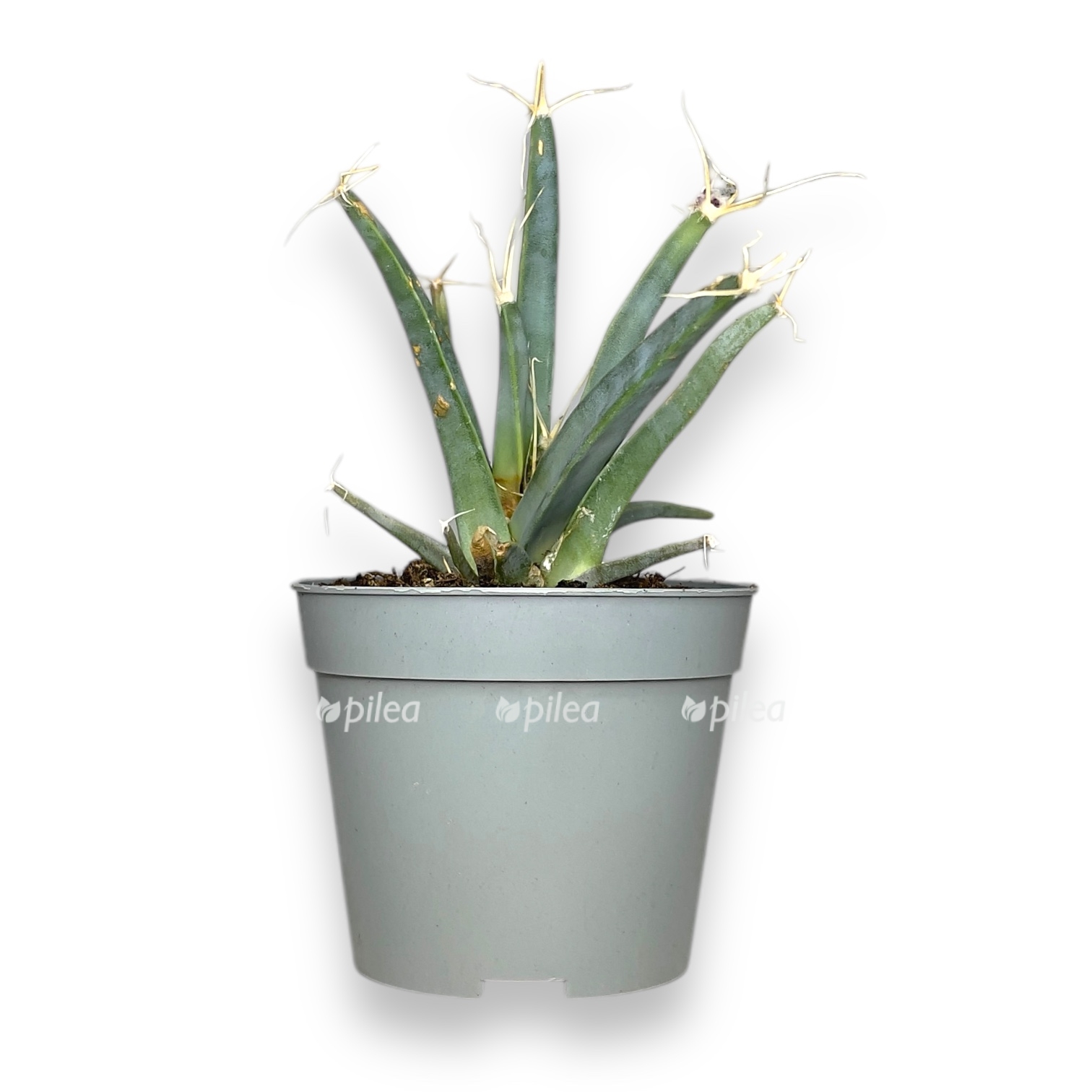 lejhtenbergiya principik