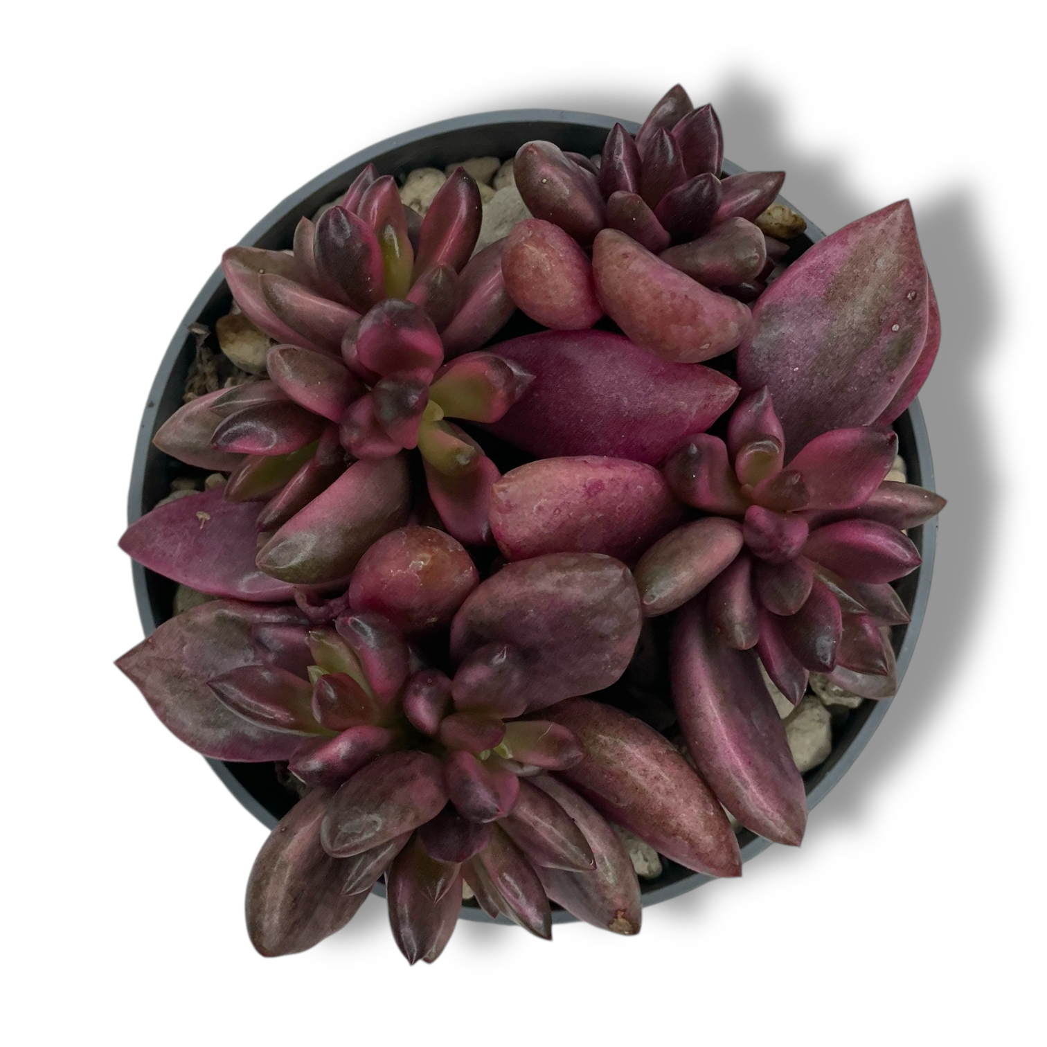 lenopetalum shokolad variegata