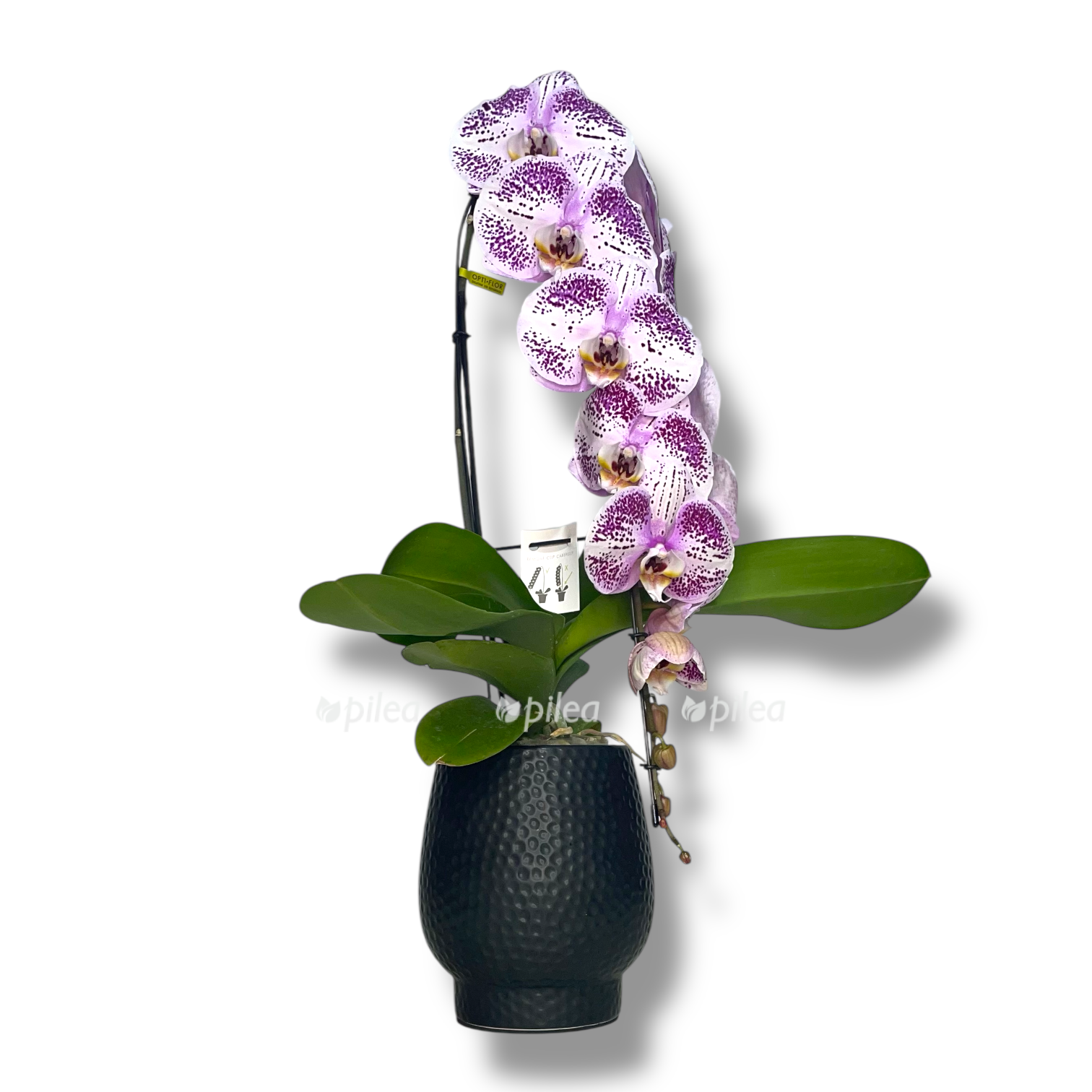 lenopsis formidablo pink v keramike