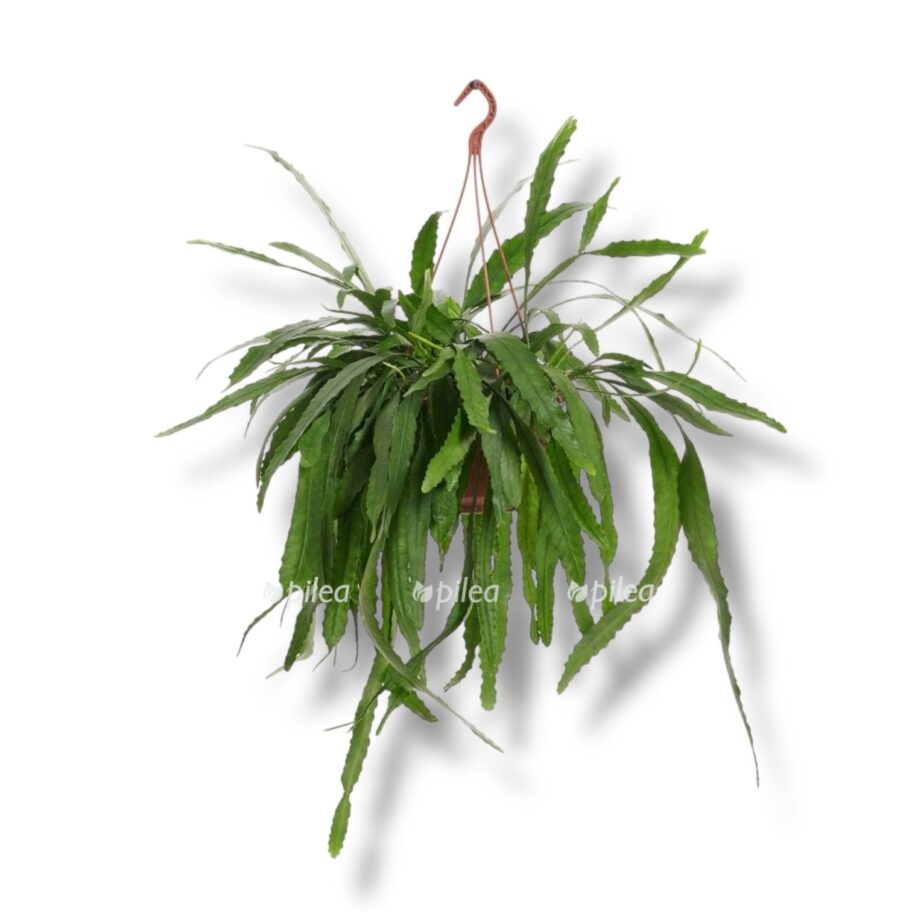 lepismium houletianum e1770488061670