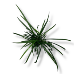 liriope spicata