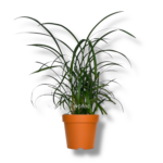 liriope spicata