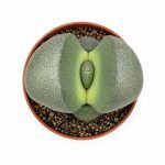 lithops levend steen