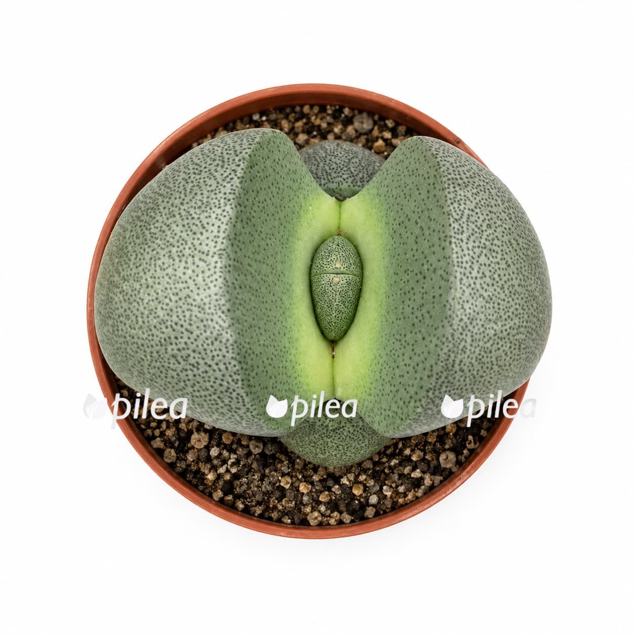 lithops levend steen