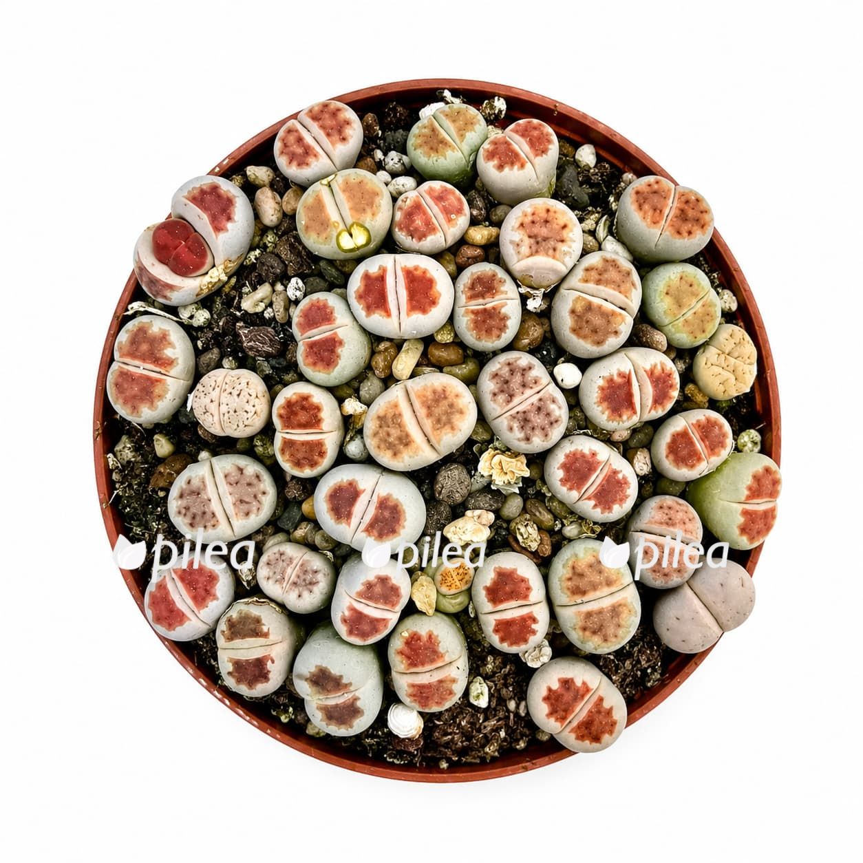 lithops-mix lithops mix 2