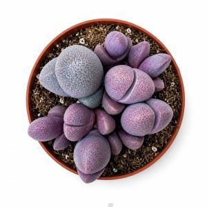 Удобрение "Bona Forte" для кактусов и суккулентов 13 litops pleyospilos