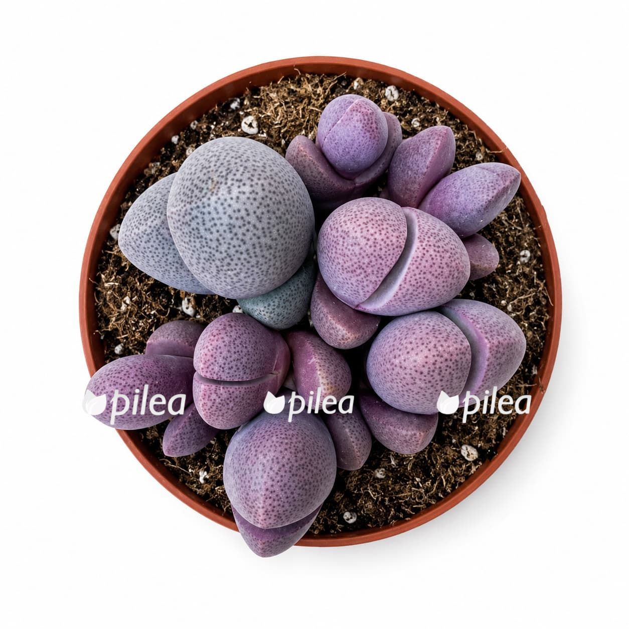litops-pleyospilos litops pleyospilos