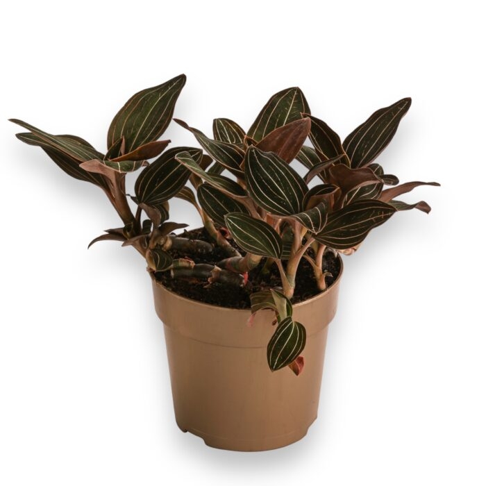 ludisia discolor e1694280297412