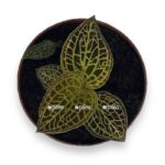 makodes sanderiana e1716925943348