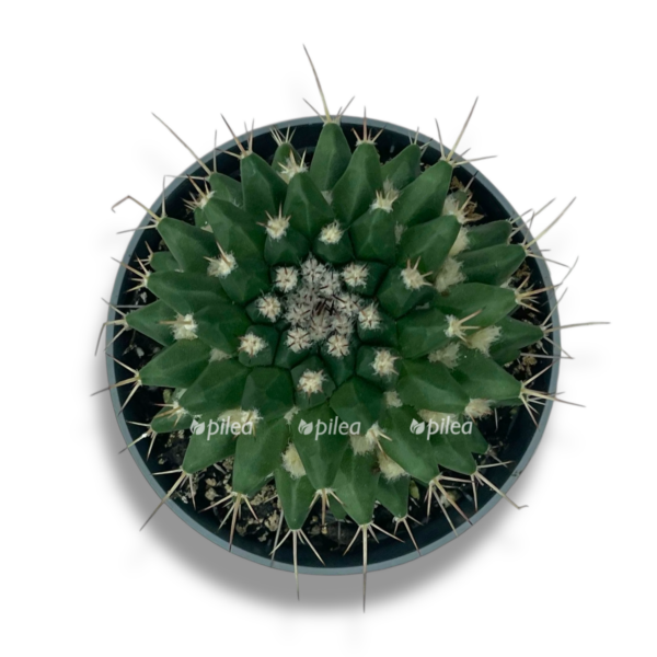 mammillaria brandegeei e1757005906562