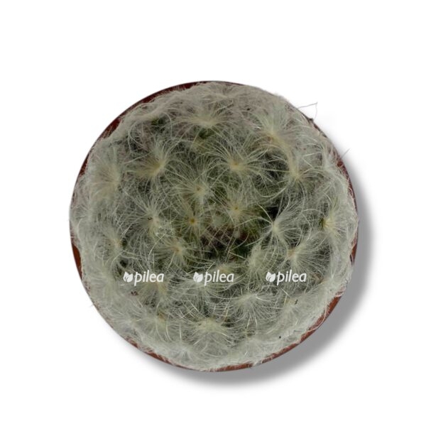 mammillaria plumosa e1743573535743