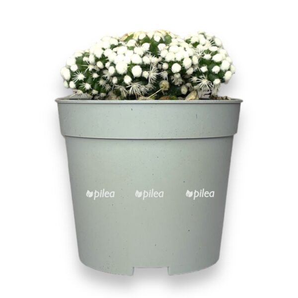 mammilyariya-gracillis-oruga-e1729784315299.jpg mammilyariya gracillis oruga e1729784315299