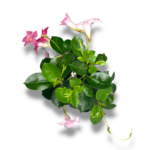 mandevilla pink