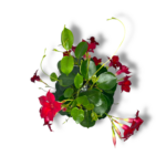 mandevilla red