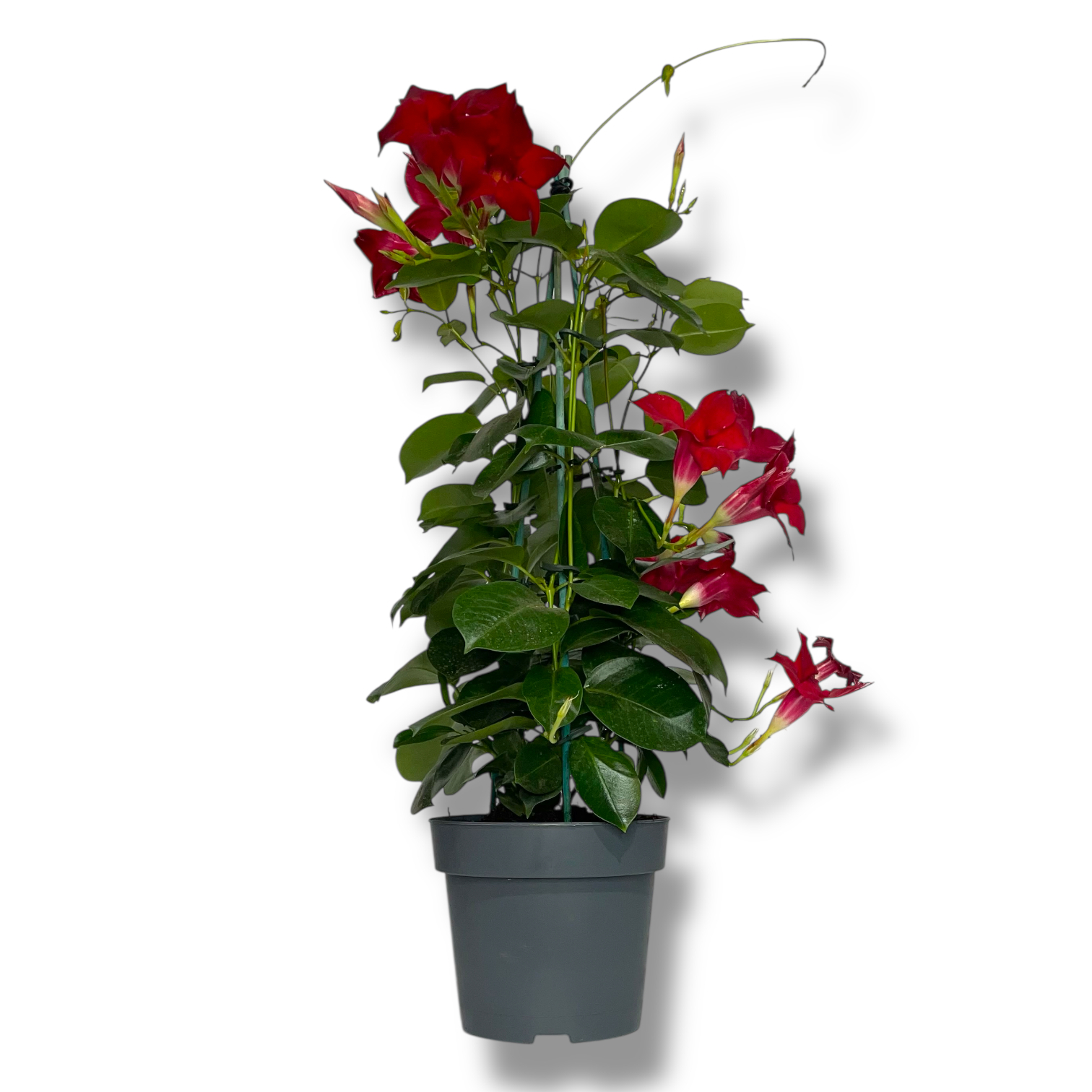 mandevilla red