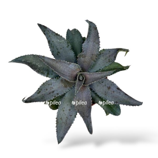 mangava mike e1740970249285