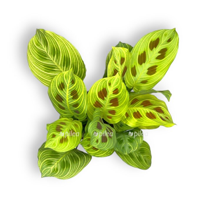 maranta fascinator fentezi e1706901370239