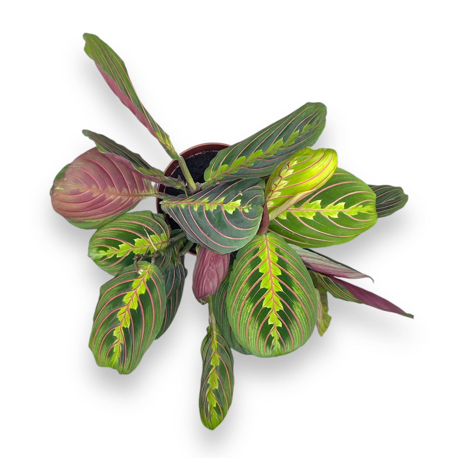 maranta fascinator trikolor 2