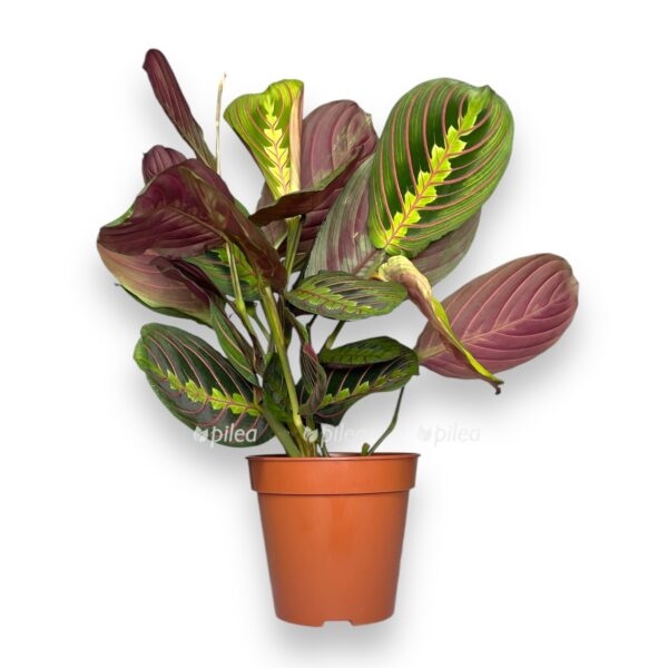 maranta fascinator trikolor e1729191373497