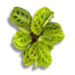 maranta golden vejns