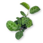 maranta kershoveana