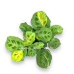 maranta kershoveana variegata e1728837588247