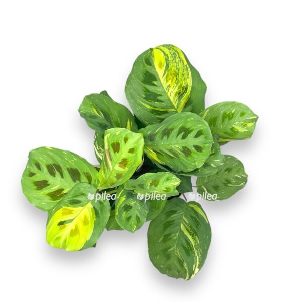 maranta kershoveana variegata e1728837588247