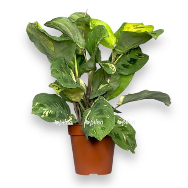 maranta kershoveana variegata e1728837595433