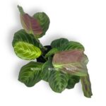 maranta ket moustach