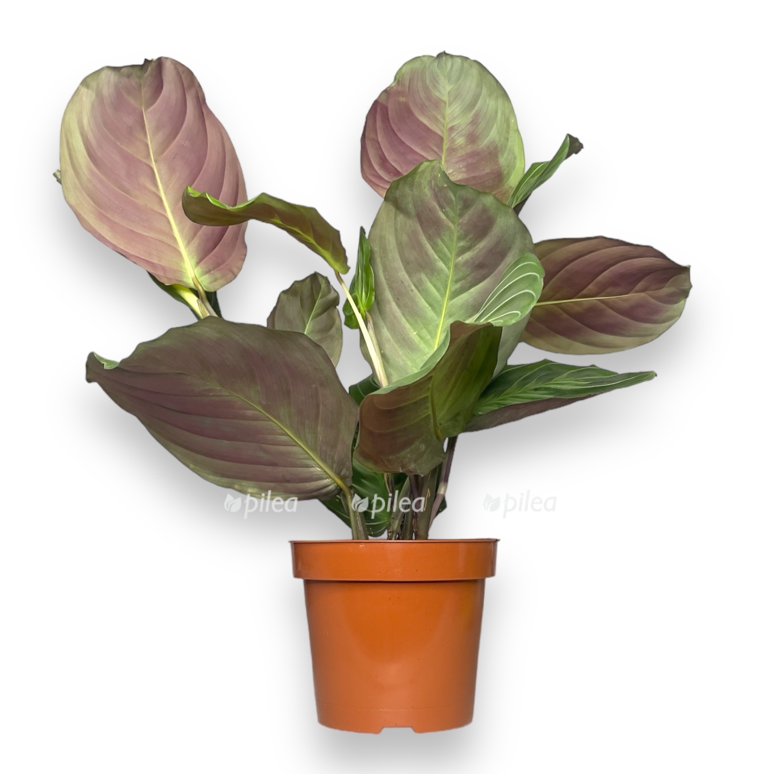 maranta-ket-moustach.jpg maranta ket moustach