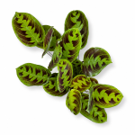 maranta noid