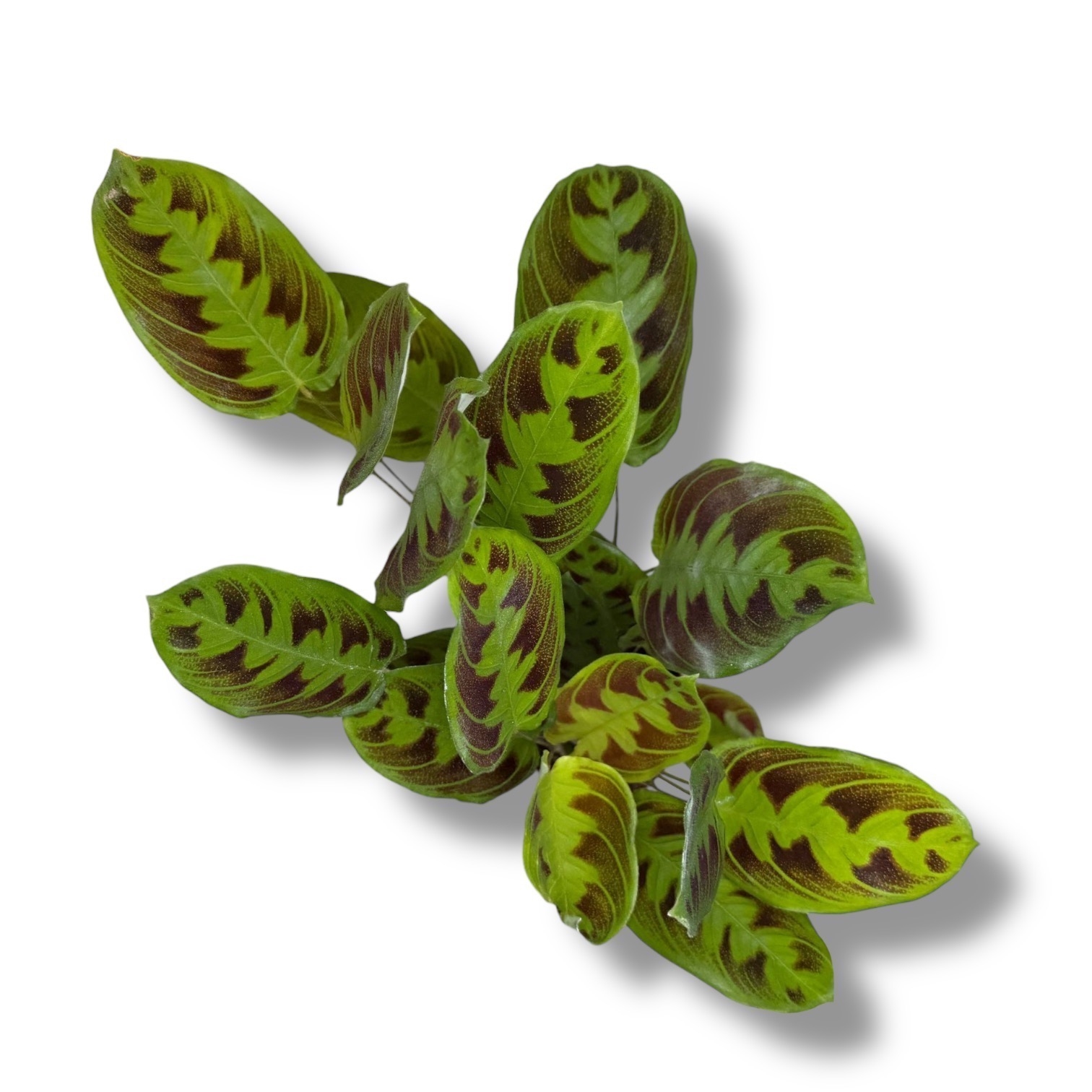 maranta noid