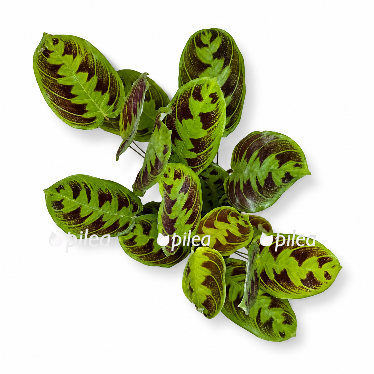 maranta noid