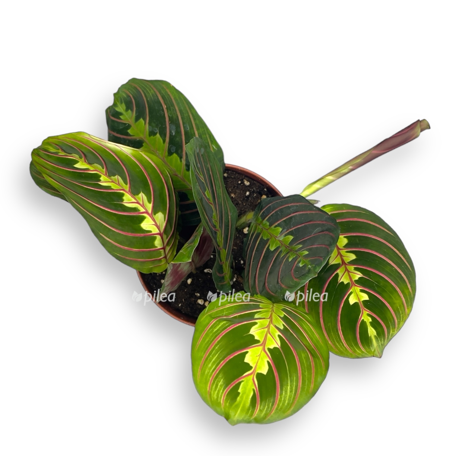 maranta red strajp