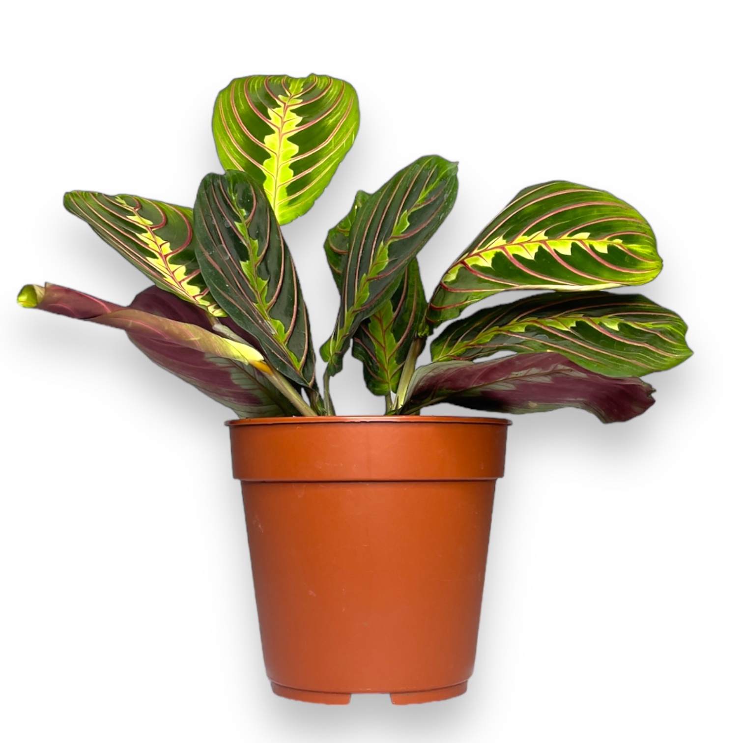 maranta red strajp