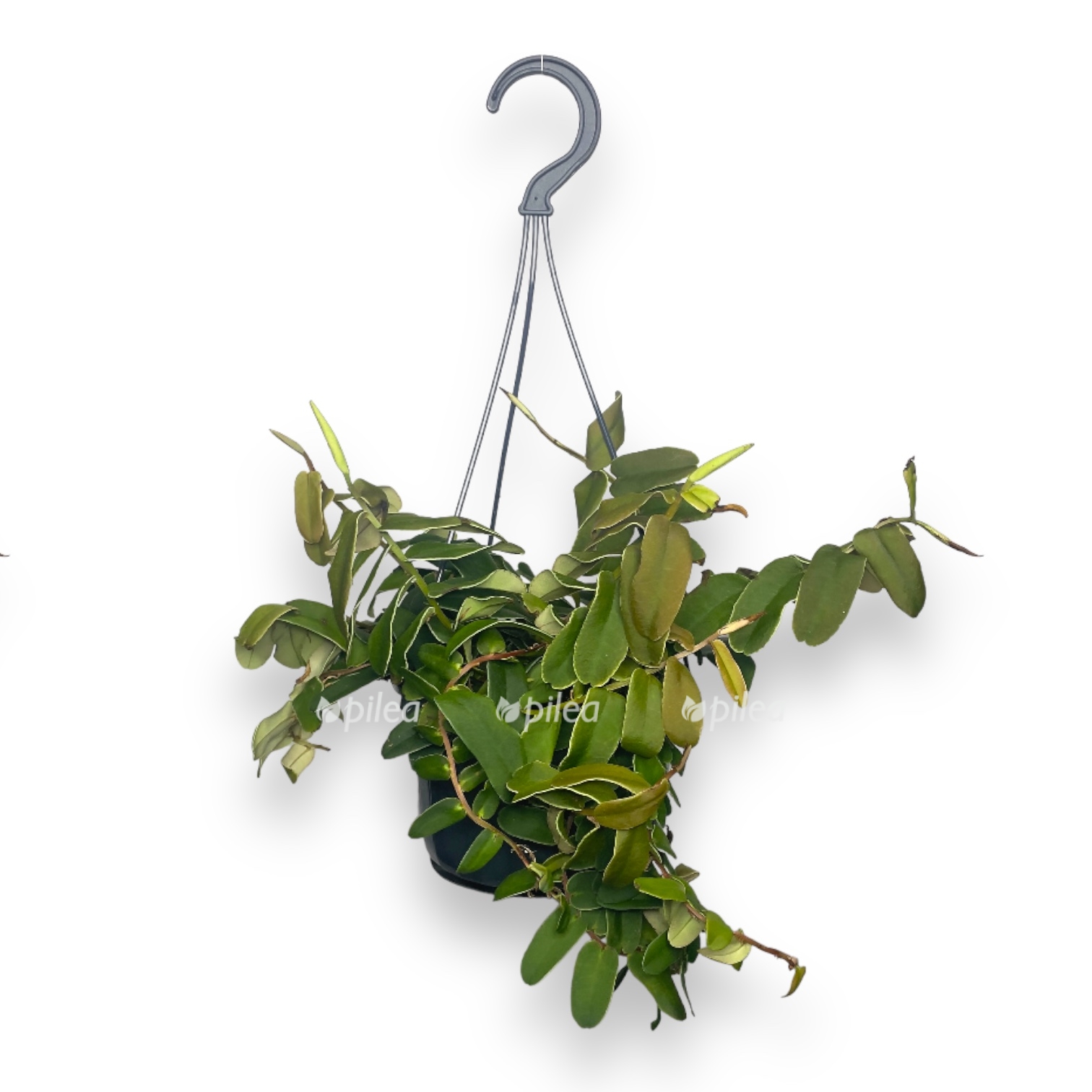 markgraviya-sinteniziya.jpg markgraviya sinteniziya