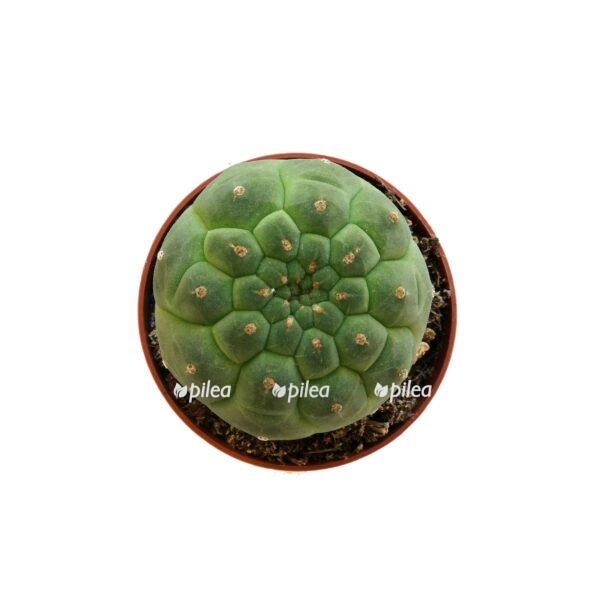 matucana madisoniorum 01 2 e1728842653543