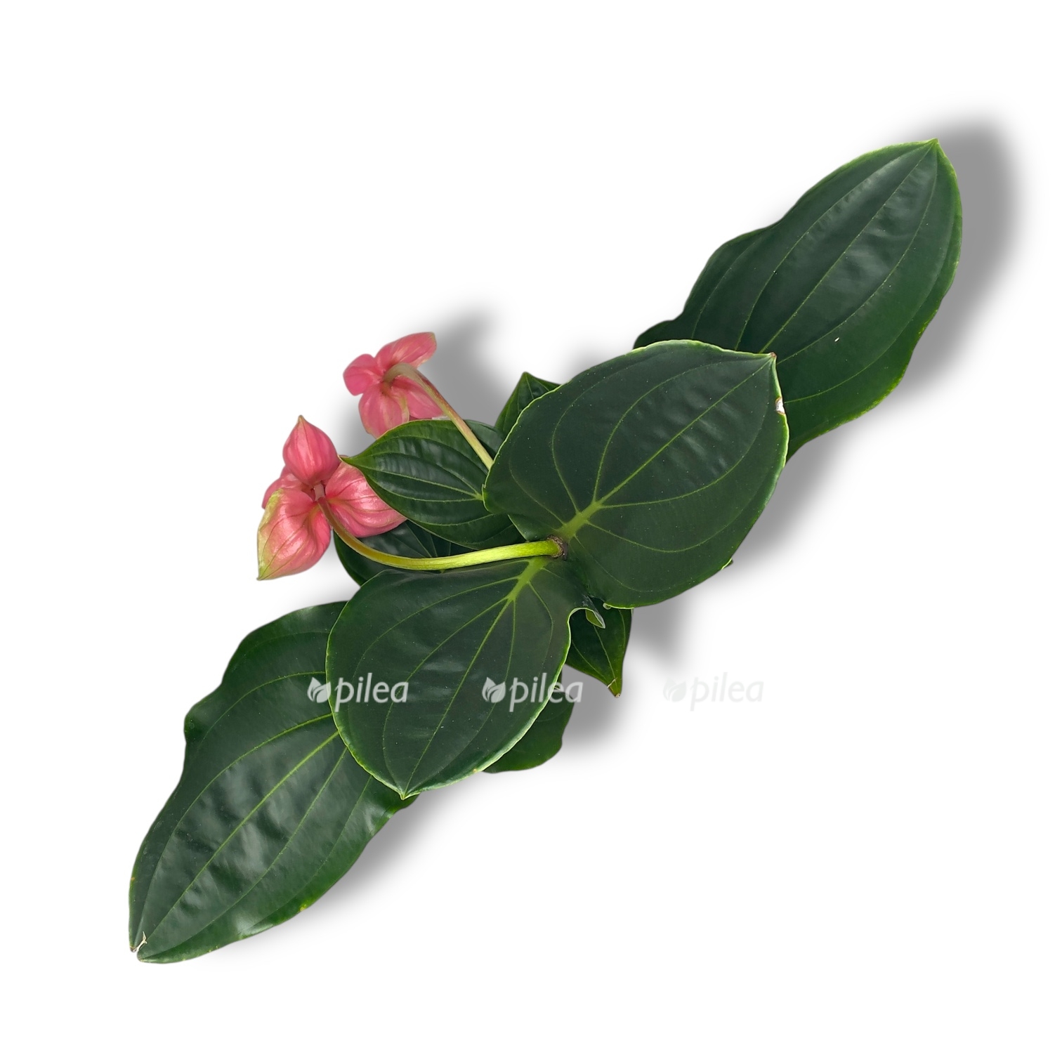 medinila magnifika flamingo