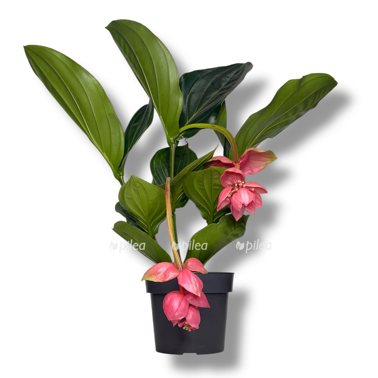 medinila magnifika flamingo