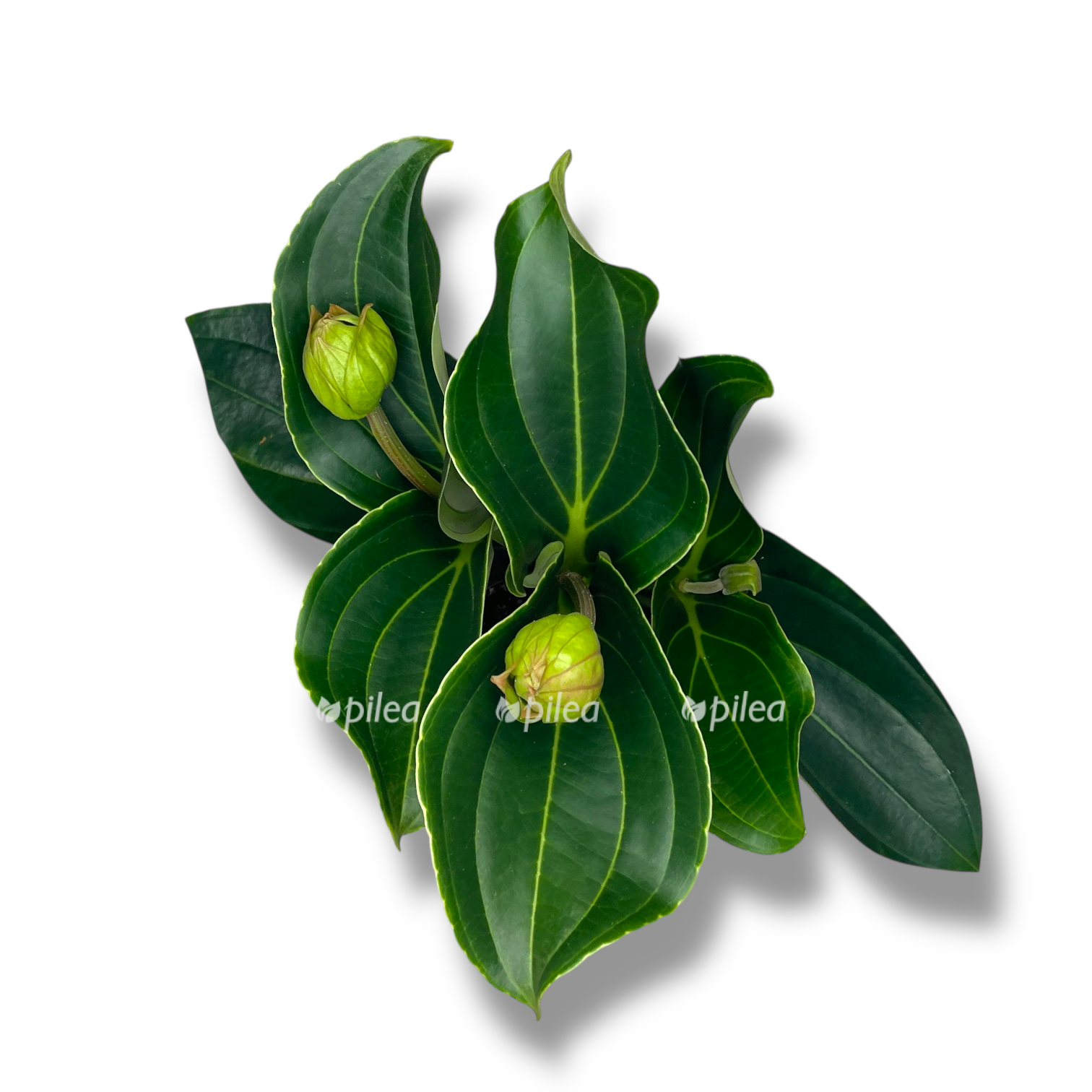 melinilla kendi pikkolino