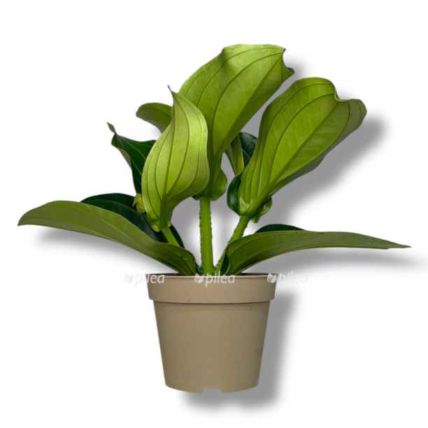 melinilla kendi pikkolino e1769848808356